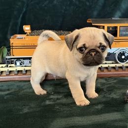Pug Puppies from Purebred Pugs of Puget Sound