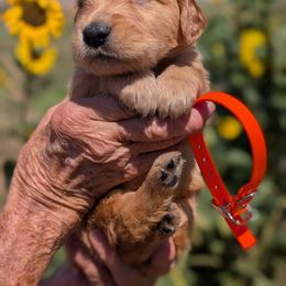 Miss Simmental - Golden female Golden Retriever puppy in Cody, Wyoming from Bliss Creek Goldens