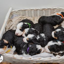 Bearded Retriever, Bernedoodle, and Poodle Puppies from Doodle Belle Puppy