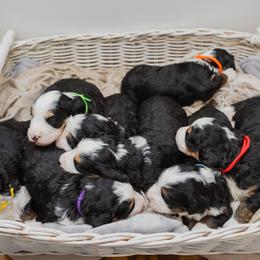 Bearded Retriever, Bernedoodle, and Poodle Puppies from Doodle Belle Puppy