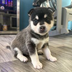 Green collar pup - Black and white male Alaskan Klee Kai puppy in Beverly Hills, Florida from Lucky Charm Farms