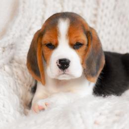Arlo - Blue tan and white male Beagle puppy in Caldwell, Ohio from Folklore Kennel