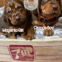 Bloodhound Puppies from McNeely Saline River Bloodhounds