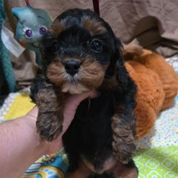 Pita - Black and tan male Cavapoo puppy in Arkansas from Brew House