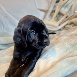 Boy 2 - Labrador Retriever puppy in West Haven, Utah from Idaho BA Labradors