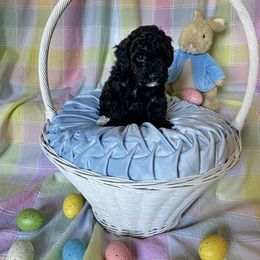 Goldendoodle Puppies from Our Darling Doodles