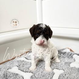 Alaska - Ms. Red - Brown and white female Bernedoodle puppy in Tomball, Texas from Wynterwood Doodles
