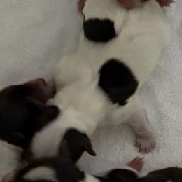 Stefan AKC - Chocolate, tan and white male Yorkshire Terrier puppy in Labelle, Florida from Chocolate and Parti Yorkies in Florida