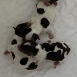 Stefan AKC - Chocolate, tan and white male Yorkshire Terrier puppy in Labelle, Florida from Chocolate and Parti Yorkies in Florida