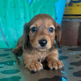Red female - Red female Dachshund puppy in Hawley, Texas from Foxy’s Dachshunds & Toy Aussies