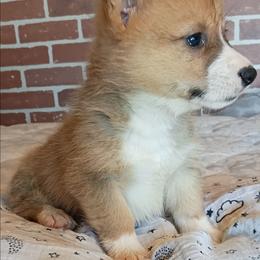 Elsa - Fawn female Pembroke Welsh Corgi puppy in Checotah, Oklahoma from Skoal Creek Corgi's