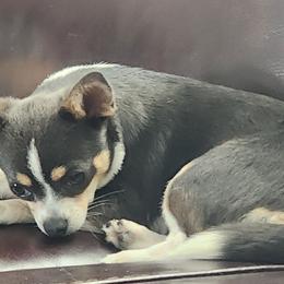 Blue - Chihuahua