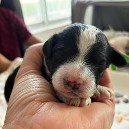 Bashful - Black and white male Cockapoo puppy in Adrian, Oregon from ApplebyFarm