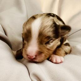 Nachos - Red merle male Miniature Australian Shepherd puppy in Hagerstown, Maryland from Renegade Kennels