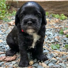 Corduroy - Black male Australian Labradoodle puppy in Mount Gilead, North Carolina from Tillery Labradoodles