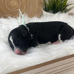 Santa Barbara - White and black female Bordoodle puppy in Valley Center, California from Circle R Valley Bordoodls