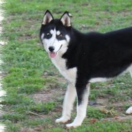 Siberian Huskies from Heavenly Huskies