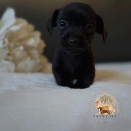 Lucky (Javier) - Black male Dachshund puppy in Lumber City, Georgia from Willow Run LLC