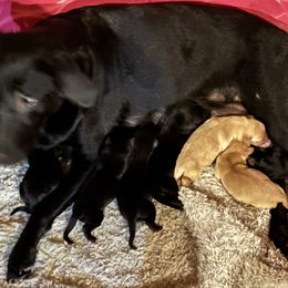 Boy 5 - Yellow male Labrador Retriever puppy in Alaska from Steele's Lone Oak Labradors