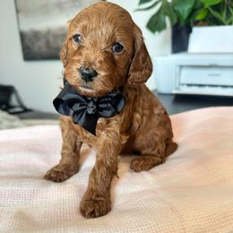 Wolfie - Red  male Goldendoodle puppy in Shingle Springs, California from Creamy Retrievers