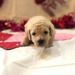 Poodle Puppies from Wild Orchid Poodles