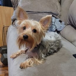 Sugar - Silky Terrier