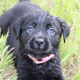 Mamba - Black female Labrador Retriever puppy in Morrilton, Arkansas from Ancient Dogges Performance Dogs
