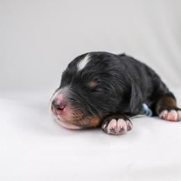 Tri Male - Tri-color male Bernedoodle puppy in Lehi, Utah from Heart J Bernedoodles