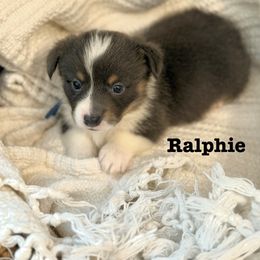 Pembroke Welsh Corgi Puppies from Sarah Ledford