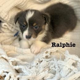 Pembroke Welsh Corgi Puppies from Sarah Ledford
