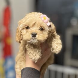 Star - Cavapoo puppy in Spokane, Washington from Treasured Cavaliers of the Pacific Northwest