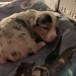 American Corgi Puppies from Mac-Kuz Kennels