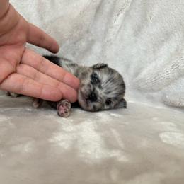 King - Blue merle male Pomeranian puppy in Enumclaw, Washington from SantaAnna Pomeranians