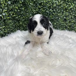 Lemonade - Black and white female Sheepadoodle puppy in Los Angeles, California from Exquisite Doodles