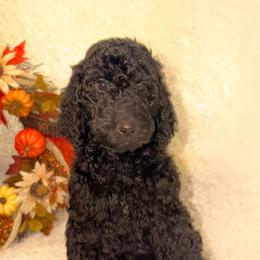 Pandora - Black female Goldendoodle puppy in Arlington, Texas from Chambers Doodle Patch