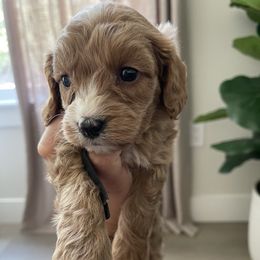 Hero-black - Blenheim male Cavapoo puppy in Ferndale, Washington from Cavakennels.pnw