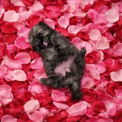 German Spitz Puppies from Legacy Kennels Michigan