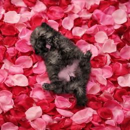 German Spitz Puppies from Legacy Kennels Michigan