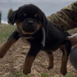 Gray Collar female - Black and rust female Rottweiler puppy in Brandenburg, Kentucky from Boss Rottweiler Haus
