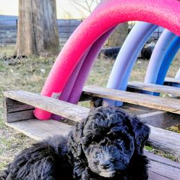 Assorted Doodle Crosses Puppies from Southern Star Goldendoodles