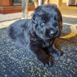 Aragorn - Blue - Black male German Shepherd puppy in Pine Bush, New York from Ahnenwätcher GSD