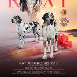 Roxy - Great Dane