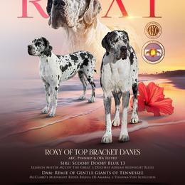 Roxy - Great Dane