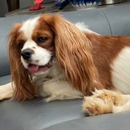 Cavachons from Awesome Cavachons