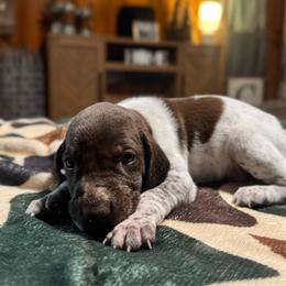 Ash - Liver and white male German Shorthaired Pointer puppy in Georgia from CMC Farms