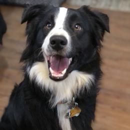 Finn -clear by parentage- - Australian Shepherd
