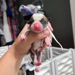 Light pink collar girl - Red female Pembroke Welsh Corgi puppy in Flat Rock, Alabama from Fluffy Butt Acres