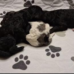 Second - Parti female Goldendoodle puppy in Sterling, Connecticut from Justine’s Retrievers and Doodles, LLC