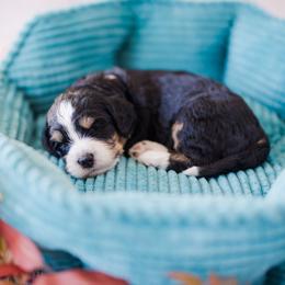 Girl 1 - female Bernedoodle puppy in Conroe, Texas from Cookie's Cuties