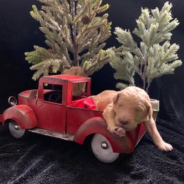 Goldendoodle Puppies from Nikki Lunt's Goldendoodles